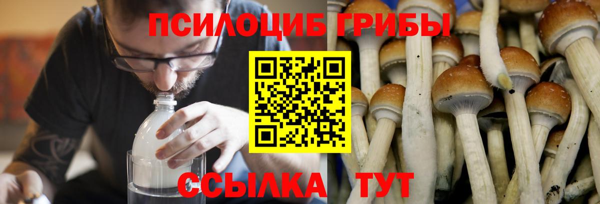 Псилоцибиновые грибы Psilocybe Моздок